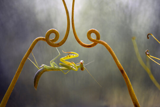 Praying mantis with unique branch