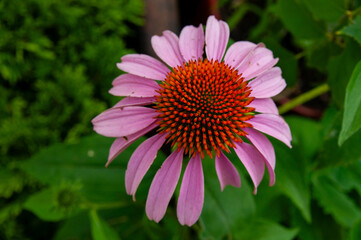 Fototapeta premium A closeup of a pink Echinacea (Coneflower) bloom with a vibrant orange spiky seedhead set against soft green foliage, conveying natural beauty, summer garden color and botanical detail.