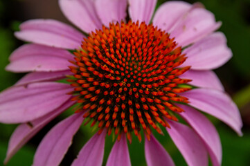 A closeup of a pink Echinacea (Coneflower) bloom with a vibrant orange spiky seedhead set against soft green foliage, conveying natural beauty, summer garden color and botanical detail.
