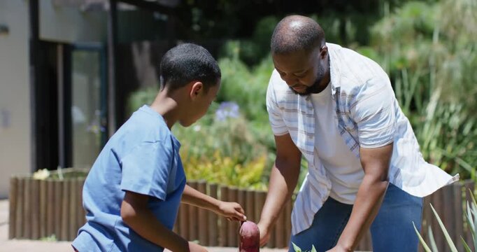 African American father and boy harvesting sweet potato in planter after boy finding tuber teaching