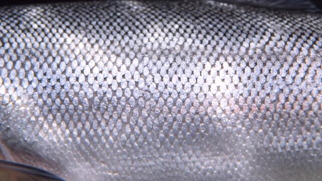 Close up texture of silver fish scales macro photography detailed pattern scientific illustration marine biology
