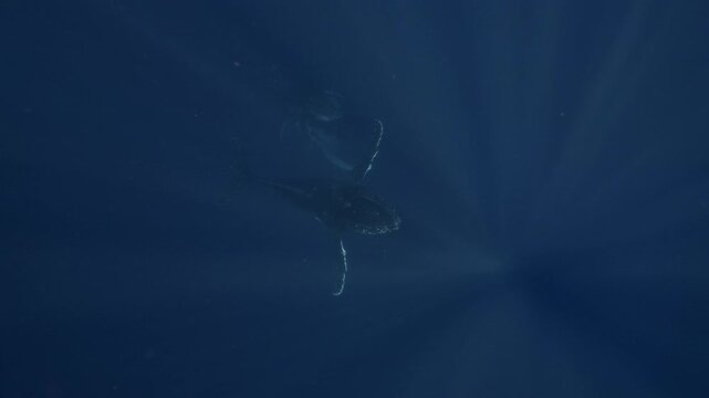 Humpback whale swimming beneath the surface near Tonga Island, filmed from above against deep blue ocean depths. Sunbeams pierce the water in radiant shafts as the whale glides through light.