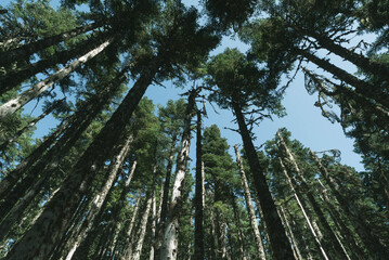 Low angle view of pine trees in the middle of a dense woodland under a clear blue sky.  © Kay