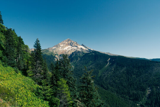 View of western face of the massive, majestic, Mt Hood rising out of a dense pine woodland on a clear sunny day as soon from behind a ridge covered in a pine forest in the foreground.