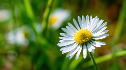 Obraz premium Close-Up of White Daisy Flower with Green Background in Nature