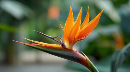 Obraz premium Vibrant Bird of Paradise Flower with Bright Orange Petals