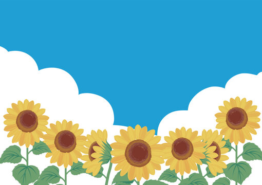 Panorama Background of Sunflowers, Blue Sky, and Clouds. Image Board for Nature, Tourism, and Festivals