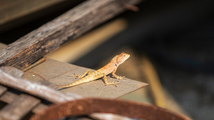 Thai lizard on a wood board
