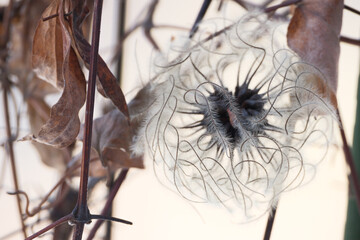おもしろい形をしたカザグルマの種子