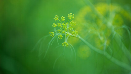Close up of dill flowers in the garden. Selective focus.