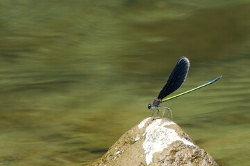 カワトンボ © VF_yukim