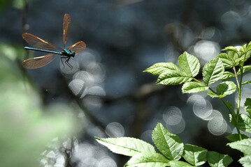 カワトンボ © VF_yukim