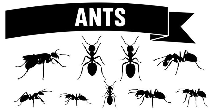 Insect Insects ant ants emmet pismire banner Vector, vector set silhouette
