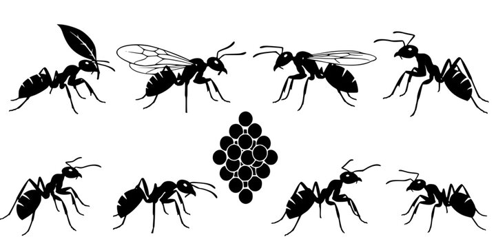 Insect Insects ant ants emmet pismire banner Vector, vector set silhouette
