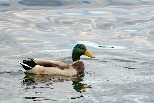 Handsome Drake Mallard Swims in Reflective Waters