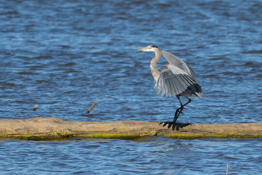 Great Blue Heron in Flight in Afternoon Light on a Rolling Log