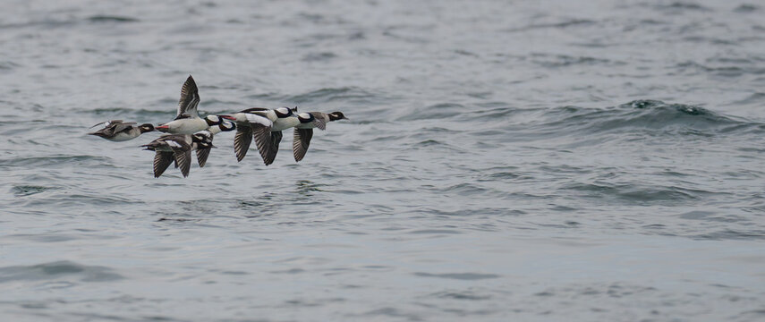 Panoramic Image of Flock of Bufflehead Ducks in Flight Over Puget Sound Washington
