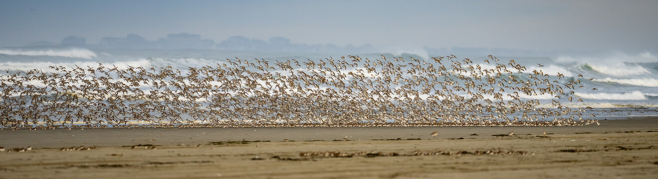 Panoramic Detail of Flock of Dunlin Shorebirds on the Washington Coast