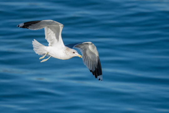 California Gull in Flight on Puget Sound Beach
