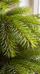 Fototapeta premium Christmas Tree Branches Close-up Fir Needles Green Foliage.