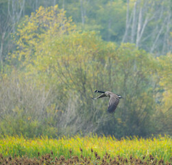 Fototapeta premium Canada Goose Flies Low Over the Marsh in Early Morning Light