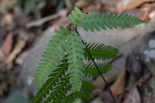 pteris biaurita -- thinleaf brake fern