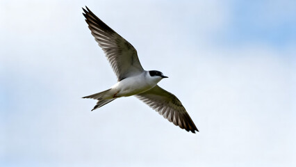 Fototapeta premium A white bird with black markings flies through a blue sky with white clouds, wings spread wide in a dynamic motion.