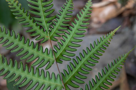 pteris biaurita -- thinleaf brake fern