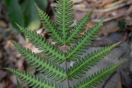 pteris biaurita -- thinleaf brake fern
