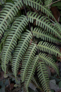 pteris biaurita -- thinleaf brake fern