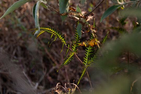 pteris biaurita -- thinleaf brake fern
