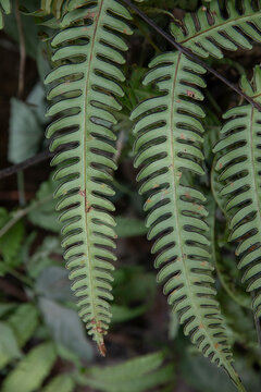 pteris biaurita -- thinleaf brake fern