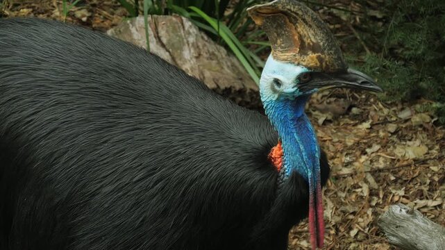 Close-up portrait of a Southern Cassowary with vibrant blue neck, red wattles, and keratin casque, exotic tropical rainforest, sharp detail, vivid color, professional wildlife photography.