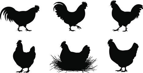 CAD drawing flat vector illustration, chicken silhouette collection, poultry animal design, black and white artwork, farm bird poses, agriculture concept © Gita