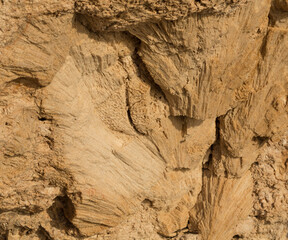 Obraz premium Fossil corals of the Red Sea. Ancient creatures, turned into stone. Reef corals.