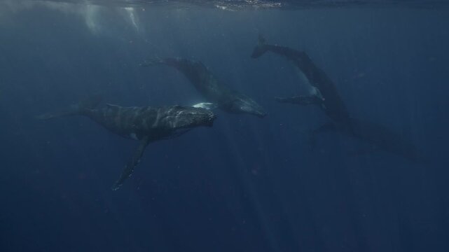 Pod of humpback whales swimming underwater near Tonga Island, passing very close to the camera. Unique intimate footage capturing social interaction, graceful movements and powerful presence in clear