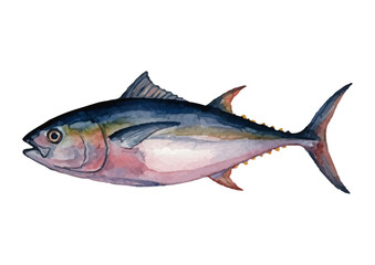 Obraz premium Watercolor style tuna illustration