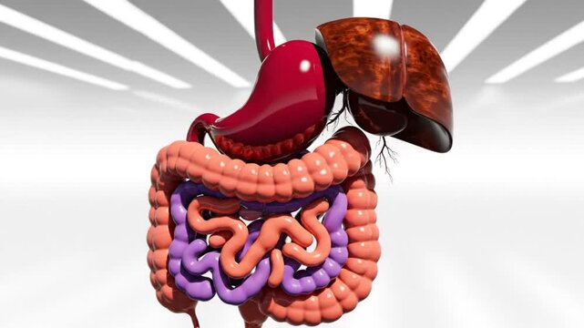 Anatomical 3D rendering of the human digestive system, highlighting stomach, liver, and intestines with light