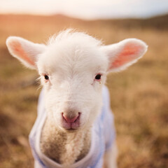 Obraz premium Desain tanpa judul - 1