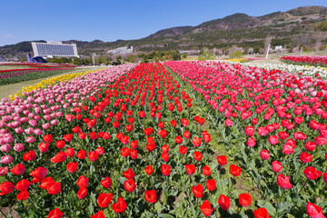カラフルなチューリップが満開の国営明石海峡公園