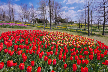 カラフルなチューリップが満開の国営明石海峡公園