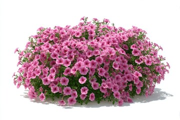 Abundant pink flowers bloom on a lush, rounded green bush