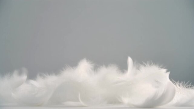 白い羽毛が落ちてくるグレー背景動画