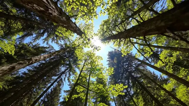 Looking Up Through Tall Trees in a Forest With Bright Sun Shining Through the Branches