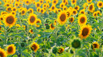 Obraz premium GIRASOLES EN EL CAMPO