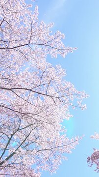 【縦動画】風で舞い散る満開の桜の花びらと青空のスローモーション  4K パン 