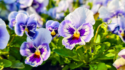 Purple pansy flower with dew drops in green garden under sunlight, vibrant petals bloom with yellow center and soft natural background