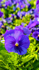 Purple flower with dew drops on green leaves in bright sunlight, showing delicate petals and vibrant natural beauty