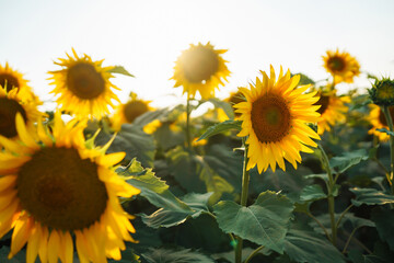 GIRASOLES EN EL CAMPO © Wiliam