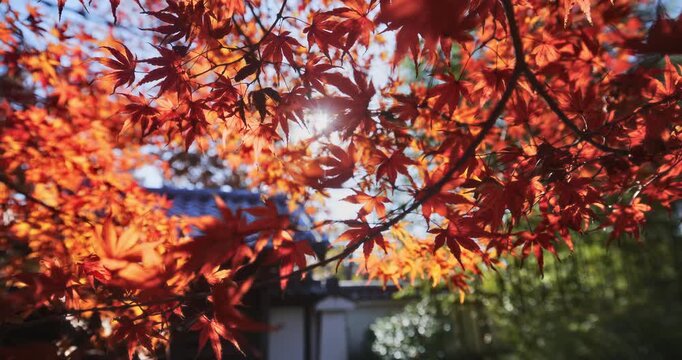 Sun shining through majestic autumn leaves near Japanese structure - steady cam close up